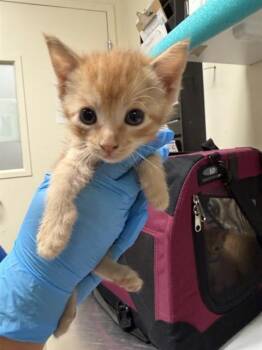 TANGERINE -  Domestic Short Hair Cat for Adoption in Riverside, California - TANGERINE | PetCurious