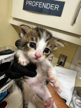 Domestic Short Hair Cats Available for Adoption in Fremont, California - A197811 | PetCurious