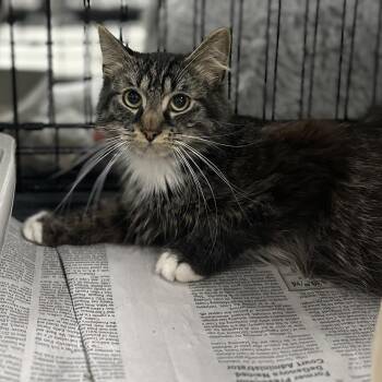 Domestic Medium Hair Cats Available for Adoption in Youngstown, Ohio - Wind | PetCurious