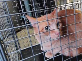 Domestic Short Hair Cats Available for Adoption in Tulsa, Oklahoma - TRUFFLE | PetCurious