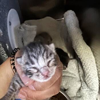 Cashew -  Domestic Short Hair Cat for Adoption in Galveston, Texas - Cashew | PetCurious