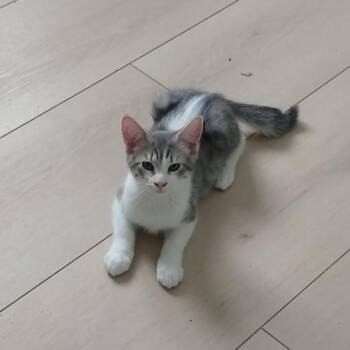 Brunch -  Domestic Short Hair Cat for Adoption in Las Vegas, Nevada - Brunch | PetCurious