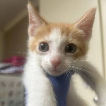 Lancelot -  Domestic Short Hair Cat for Adoption in Dallas, Texas - Lancelot | PetCurious