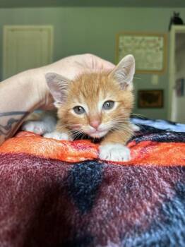 Domestic Short Hair Cats Available for Adoption in North Richland Hills, Texas - Denver | PetCurious
