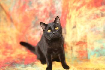 Domestic Short Hair Cats Available for Adoption - Samosa | PetCurious