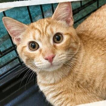 Cinnamon -  Domestic Short Hair Cat for Adoption in Mount Laurel Township, New Jersey - Cinnamon | PetCurious