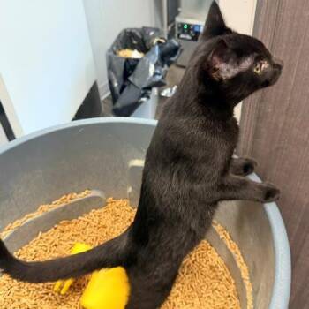 panther -  Domestic Short Hair Cat for Adoption in Horn Lake, Mississippi - Panther | PetCurious
