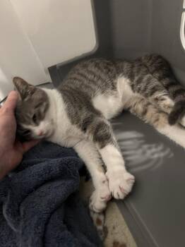Tim -  Domestic Short Hair Cat for Adoption in Salisbury, North Carolina - Tim | PetCurious