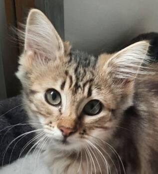 Holly -  Domestic Short Hair Cat for Adoption in Independence, Missouri - Holly | PetCurious