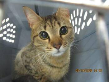 Domestic Short Hair Cats Available for Adoption in Marietta, Georgia - (678) | PetCurious