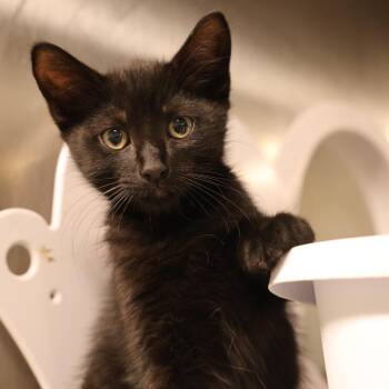 Aspen -  Domestic Short Hair Cat for Adoption in Briarcliff Manor, New York - Aspen | PetCurious