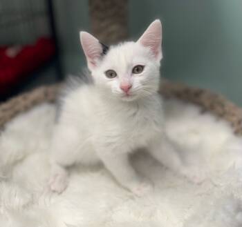 Rescue Domestic Short Hair Cats for Adoption in South Bend, Indiana - Luve | PetCurious