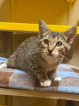 Tiana -  Domestic Short Hair Cat for Adoption in Maryville, Missouri - Tiana | PetCurious