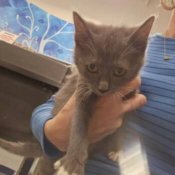 Ozzy AKA Boba -  Domestic Short Hair Cat for Adoption in Melrose, Florida - Ozzy AKA Boba | PetCurious