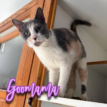 Goomama -  Domestic Short Hair Cat for Adoption in Hillsboro, Ohio - Goomama | PetCurious