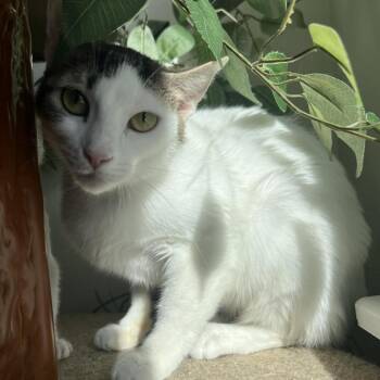 Ruth & Naomi -  Domestic Short Hair Cat for Adoption in Bismarck, North Dakota - Ruth & Naomi | PetCurious