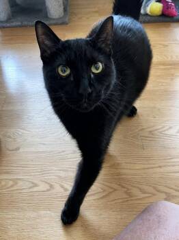 Willie -  Domestic Short Hair Cat for Adoption in Hanson, Massachusetts - Willie | PetCurious
