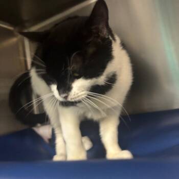Catwoman -  Domestic Short Hair Cat for Adoption in Lakeland, Florida - Catwoman | PetCurious