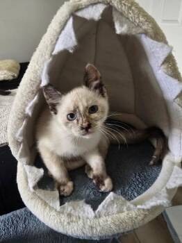 Cordelia -  Siamese Cat for Adoption in Ephrata, Washington - Cordelia | PetCurious