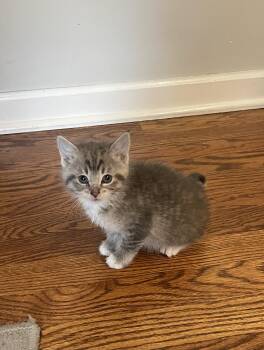 Tabby Cats Available for Adoption in Beach Park, Illinois - Mia | PetCurious