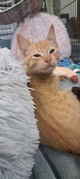 Xion fka Dennis -  Domestic Short Hair Cat for Adoption in Virginia Beach, Virginia - Xion Fka Dennis | PetCurious