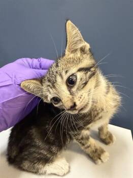 LORY -  Domestic Short Hair Cat for Adoption in Doral, Florida - LORY | PetCurious