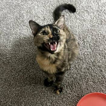 Domestic Short Hair Cats Available for Adoption in Austin, Texas - Squeeze | PetCurious