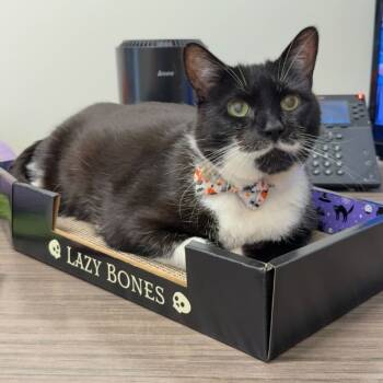 Rescue Domestic Short Hair Cats for Adoption in Matteson, Illinois - Laura | PetCurious