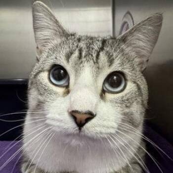 Domestic Short Hair Cats Available for Adoption in Worcester, Massachusetts - Stormy | PetCurious