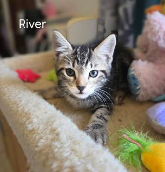 River -  Domestic Short Hair Cat Available for Adoption in Oviedo, Florida - River | PetCurious