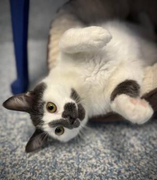 Birdie -  Domestic Short Hair Cat for Adoption in Stafford, Virginia - Birdie | PetCurious