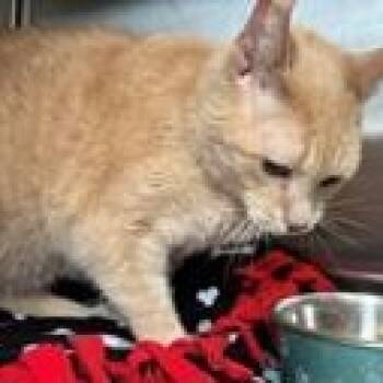 Tom -  Domestic Short Hair Cat for Adoption in Allegan, Michigan - Tom | PetCurious