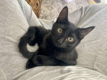 Ariana -  Domestic Short Hair Cat for Adoption in Healdsburg, California - Ariana | PetCurious