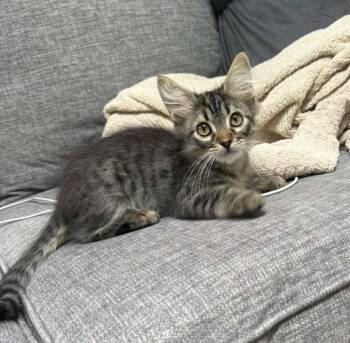 Toby Zegler -  Domestic Medium Hair Cat for Adoption in Tucson, Arizona - Toby Zegler | PetCurious