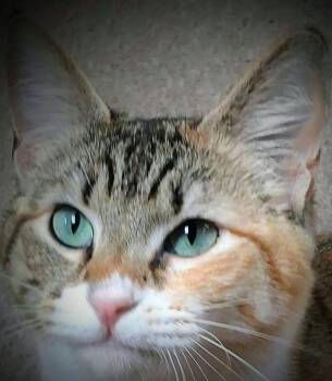 American Shorthair Cats Available for Adoption - Tipper | PetCurious