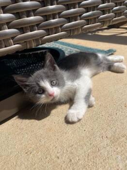 Domestic Short Hair Cats Available for Adoption in Johnson City, Tennessee - Benny | PetCurious
