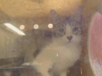 DOLPHIN -  Domestic Short Hair Cat for Adoption in Sacramento, California - DOLPHIN | PetCurious