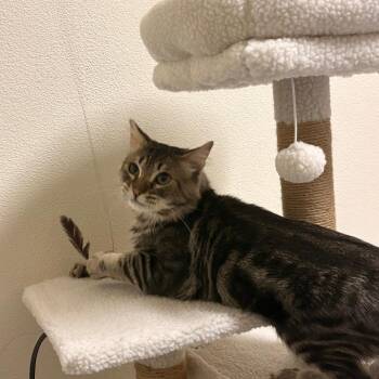 Tiger -  Domestic Medium Hair Cat for Adoption in Los Angeles, California - Tiger | PetCurious