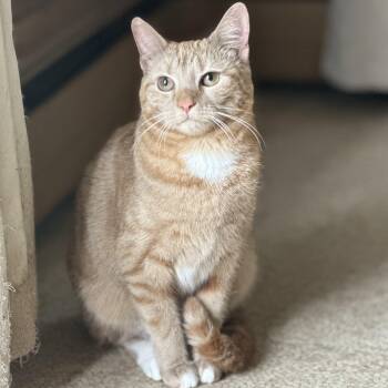 Domestic Short Hair Cats Available for Adoption in Clinton, North Carolina - Rustie | PetCurious
