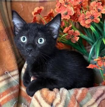 5/24/26 Orpheus -  Domestic Short Hair Cat for Adoption in Stillwater, Oklahoma - 5/24/26 Orpheus | PetCurious