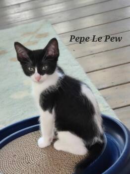 Pepe Le Pew -  Tuxedo Cat for Adoption in Wheeling, Illinois - Pepe Le Pew | PetCurious
