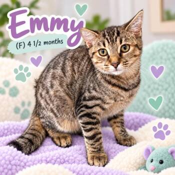 EMMY (GLORY) -  Domestic Short Hair Cat for Adoption in Southbury, Connecticut - EMMY (GLORY) | PetCurious