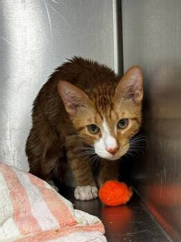 BOLT -  Domestic Short Hair Cat for Adoption - BOLT | PetCurious