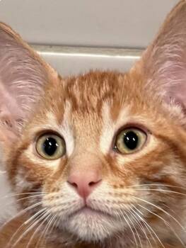 Rookie -  Domestic Short Hair Cat for Adoption in Larkfield-wikiup, California - Rookie | PetCurious