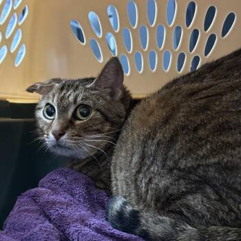 Domestic Short Hair Cats Available for Adoption in League City, Texas - Minnie | PetCurious