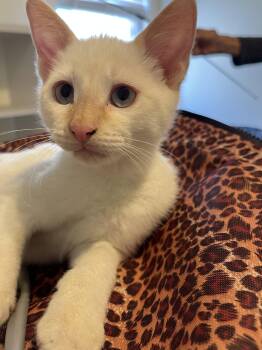 Max S -  Siamese Cat for Adoption in Frisco, Texas - Max S | PetCurious