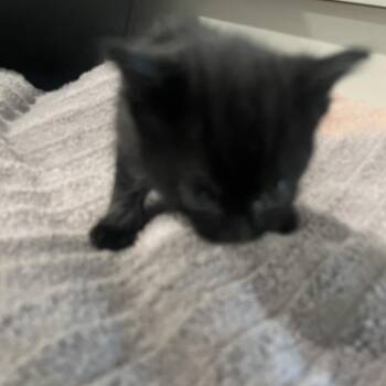 Domestic Short Hair Cats Available for Adoption in Oak Park, Illinois - Blueberry | PetCurious