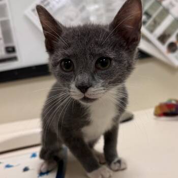 Troy -  Domestic Short Hair Cat Available for Adoption in Lynchburg, Virginia - Troy | PetCurious