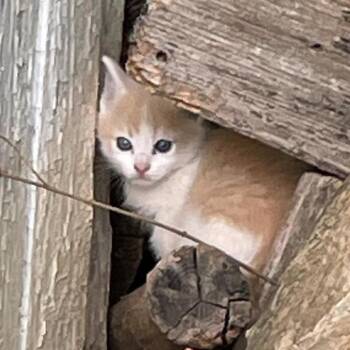 Creamsicle (fka kitten 2) -  Domestic Short Hair Cat for Adoption in Fairfax Station, Virginia - Creamsicle (fka Kitten 2) | PetCurious