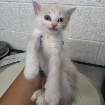 Ivy -  Domestic Medium Hair Cat for Adoption in Edinburg, Texas - Ivy | PetCurious